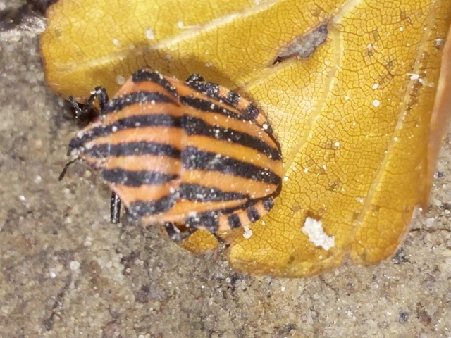 Graphosoma italicum - csíkos pajzsospoloska