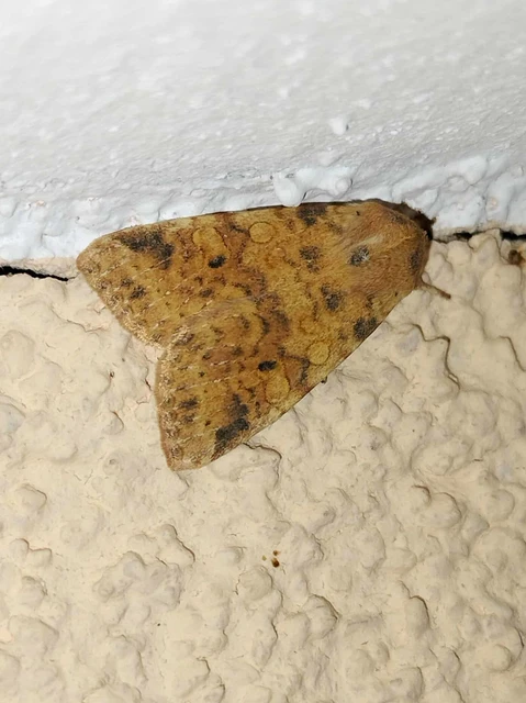 Cirrhia gilvago - foltos sárgabagoly
