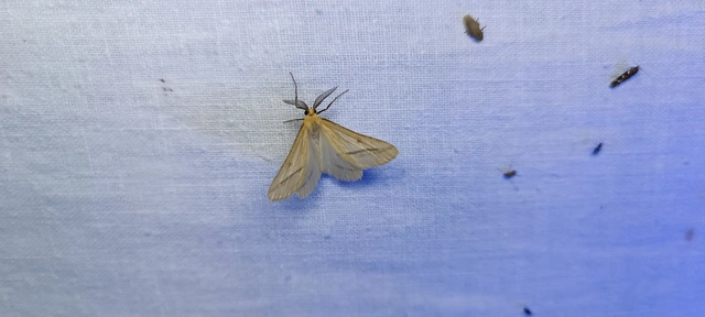 Tephrina arenacearia - lucerna-araszoló