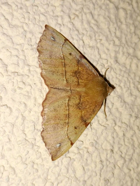 Colotois pennaria - tollascsápú araszoló