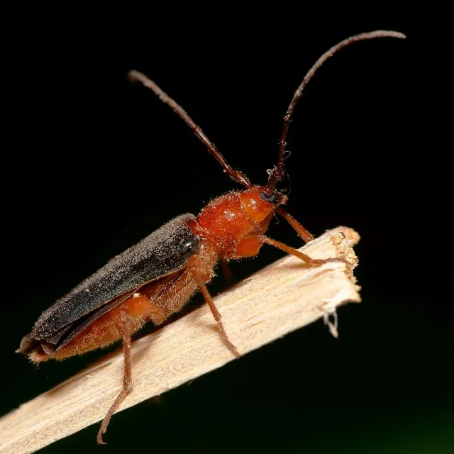 Phymatodes testaceus - változékony korongcincér