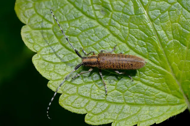 Agapanthia villosoviridescens - fehérgyűrűs bogáncscincér