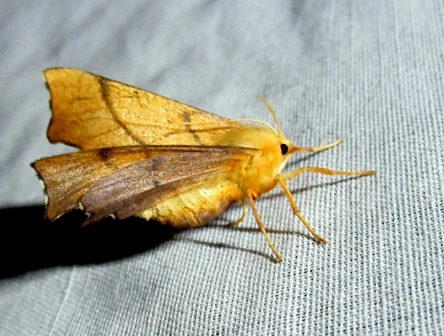 Ennomos erosaria - hársfa-levélaraszoló