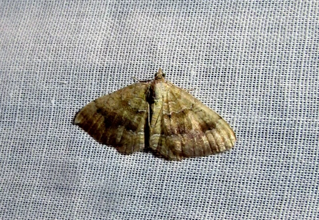Camptogramma bilineata - kétvonalas sávosaraszoló