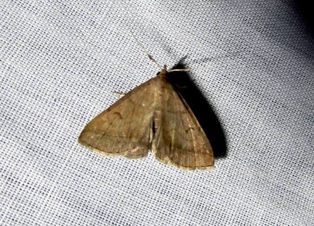 Zanclognatha lunalis - pelyheslábú karcsúbagoly