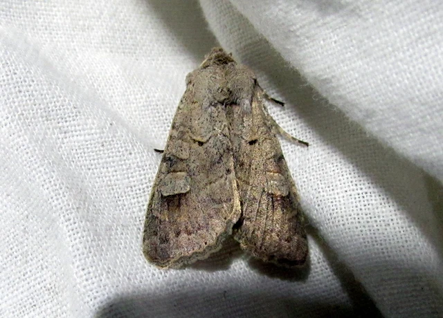Ammoconia caecimacula - szürke őszibagoly