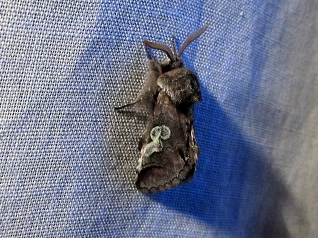 Diloba caeruleocephala - őszi kékesbagoly