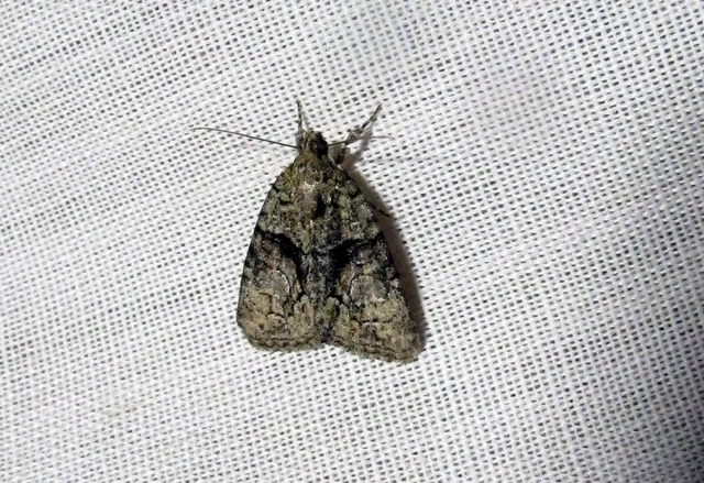 Cryphia algae - sárgászöld zuzmóbagoly