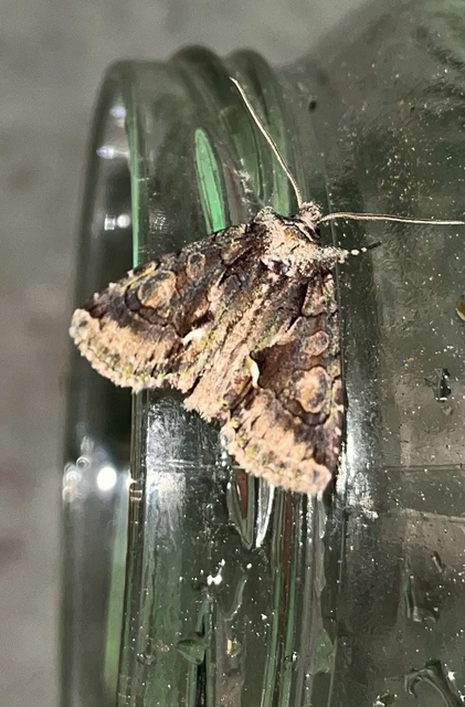 Allophyes oxyacanthae - galagonyabagoly