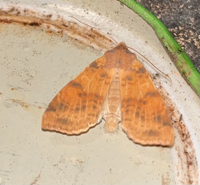 Cirrhia ocellaris - fakó sárgabagoly