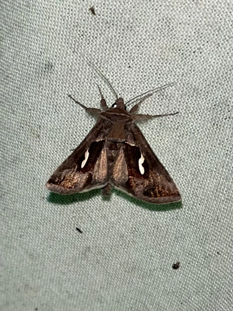 Macdunnoughia confusa - cseppfoltos ezüstbagoly