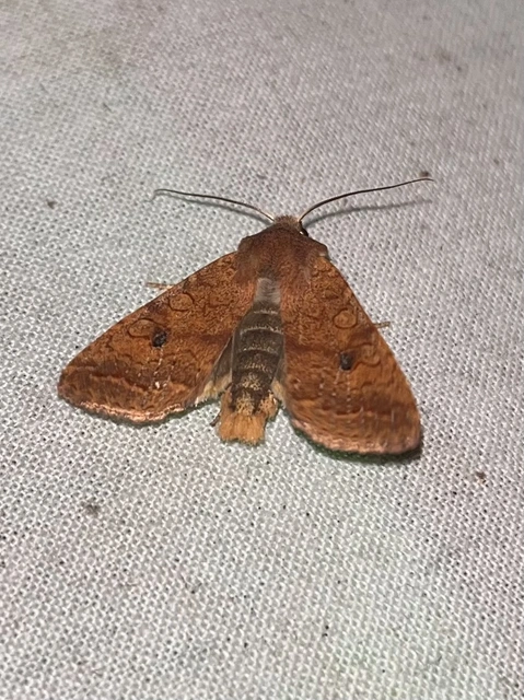 Sunira circellaris - okkersárga őszibagoly
