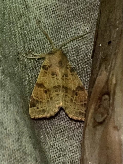 Cirrhia ocellaris - fakó sárgabagoly