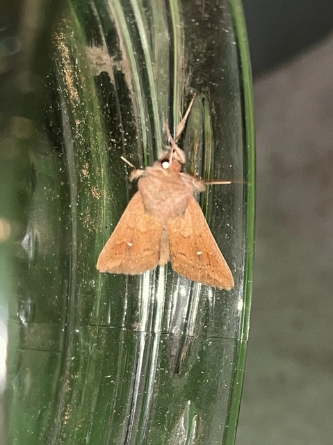 Mythimna albipuncta - fehérpettyes rétibagoly
