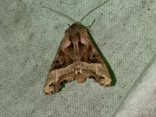 Phlogophora meticulosa - vándorló csipkésbagoly