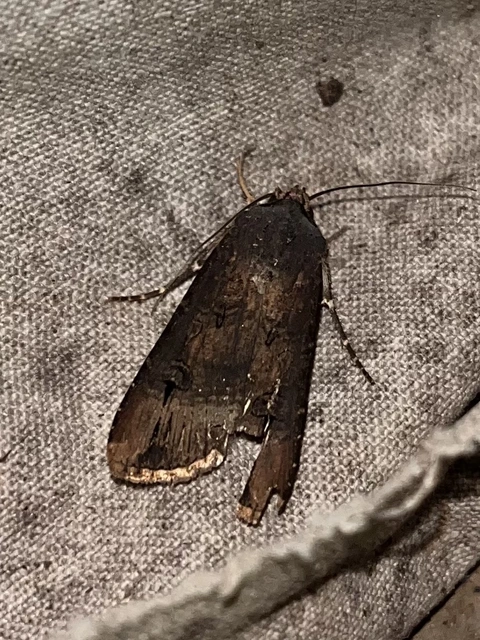 Agrotis ipsilon - nagy földibagoly