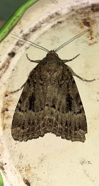 Amphipyra pyramidea - fahéjszínű bagoly