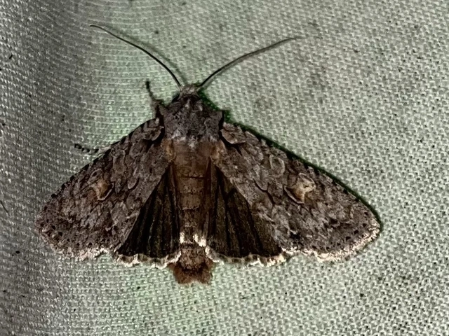 Lithophane ornitopus - közönséges fabagoly