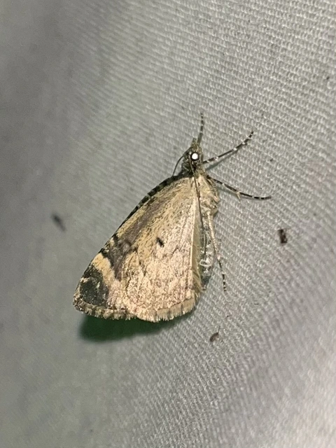 Chloroclysta siterata - salátazöld araszoló