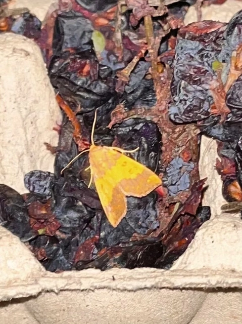 Tiliacea aurago - aranyló sárgabagoly