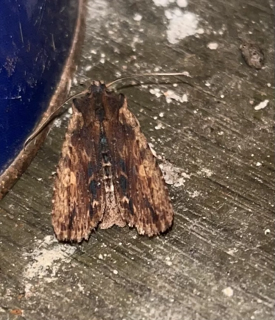 Lithophane semibrunnea - keskenyszárnyú fabagoly