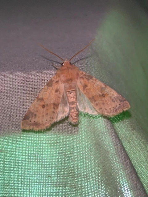 Cirrhia ocellaris - fakó sárgabagoly
