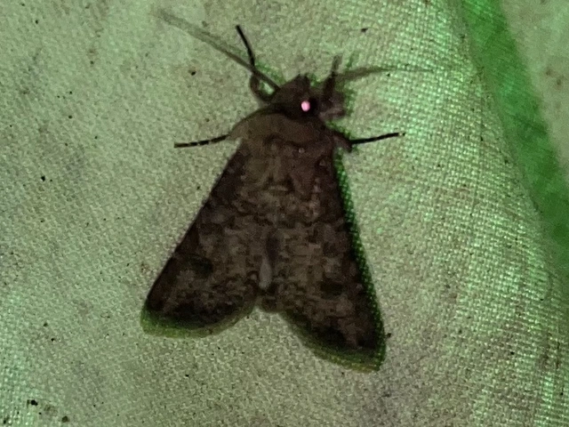 Agrotis segetum - vetési földibagoly