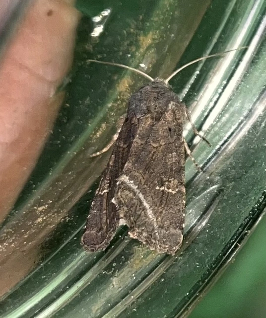 Aporophyla lutulenta - sziki őszibagoly