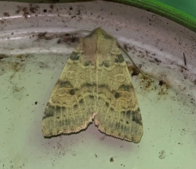 Cirrhia ocellaris - fakó sárgabagoly