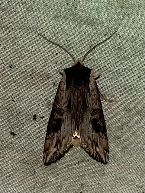 Xylena exsoleta - szürke fabagoly