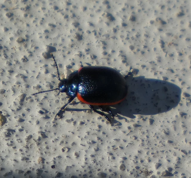 Chrysolina rossia - trapézhátú szegélyeslevelész