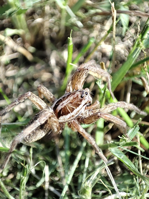 Hogna radiata - réti farkaspók