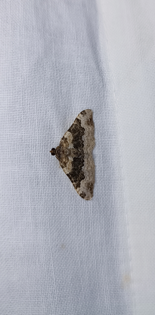 Epirrhoe galiata - sávos galajaraszoló