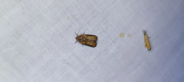 Bryophila raptricula/felina