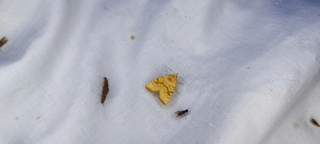 Tiliacea sulphurago - kénes sárgabagoly