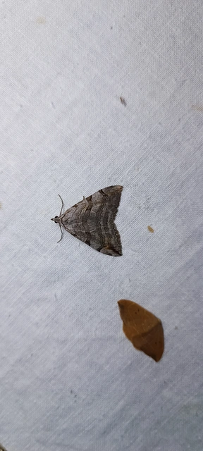 Aplocera efformata/plagiata