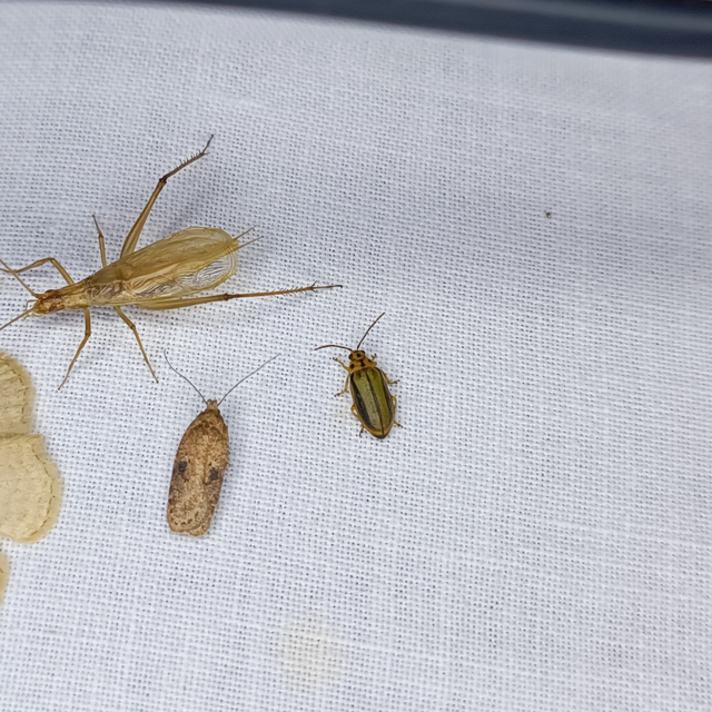 Xanthogalerucella luteola - szilfa-olajosbogár