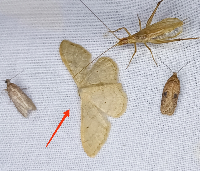 Idaea straminata - szalmasárga sávosaraszoló