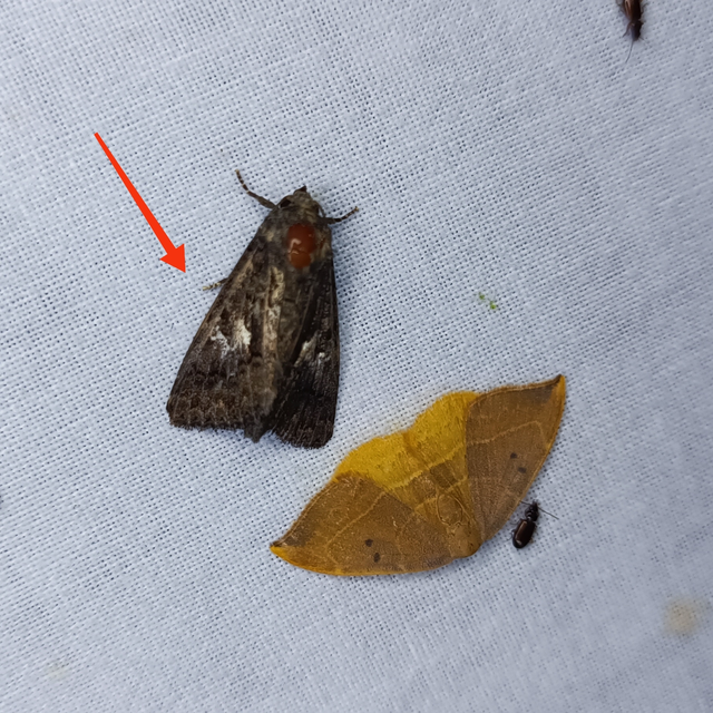 Anophia leucomelas - déli folyófűbagoly