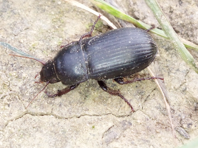Zabrus tenebrioides - gabonafutó