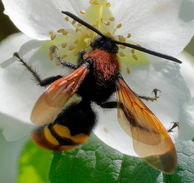 Megascolia maculata - óriás-tőrösdarázs