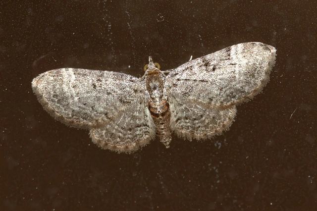 Pasiphila chloerata - hamvas törpearaszoló