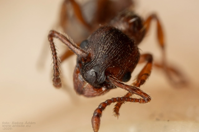 Myrmica curvithorax - sziki bütyköshangya
