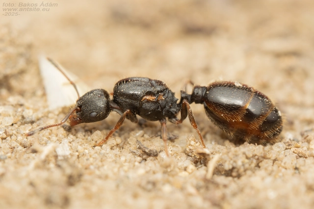 Tetramorium