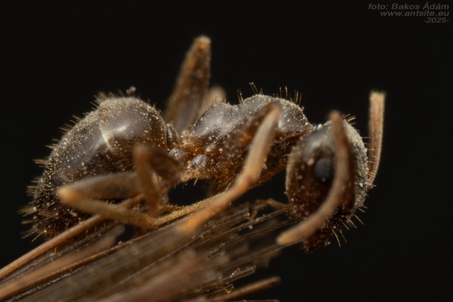 Lasius alienus - kövi feketehangya
