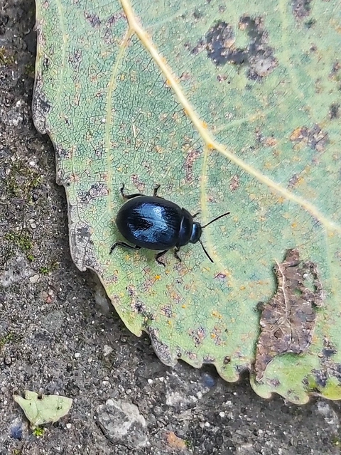 Chrysolina haemoptera - mezei levélbogár