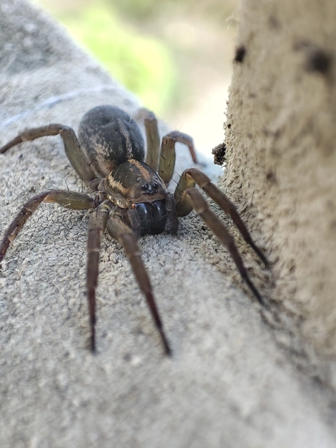 Trochosa robusta
