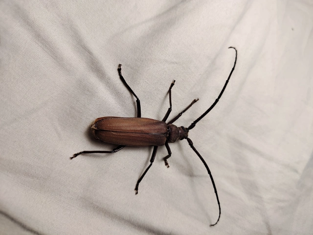 Aegosoma scabricorne - diófacincér