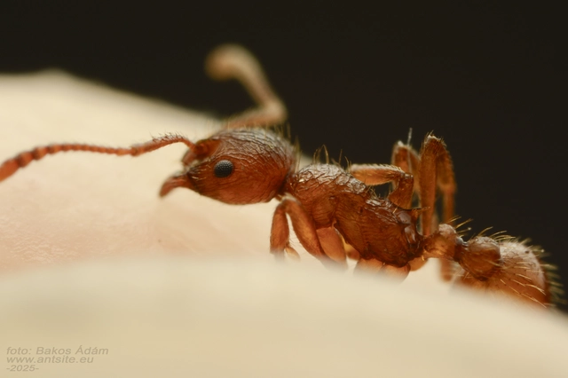 Myrmica rubra - közönséges bütyköshangya