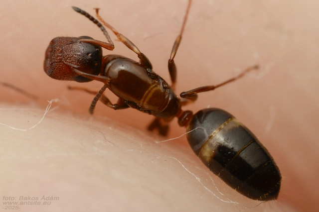 Colobopsis truncata - kapushangya